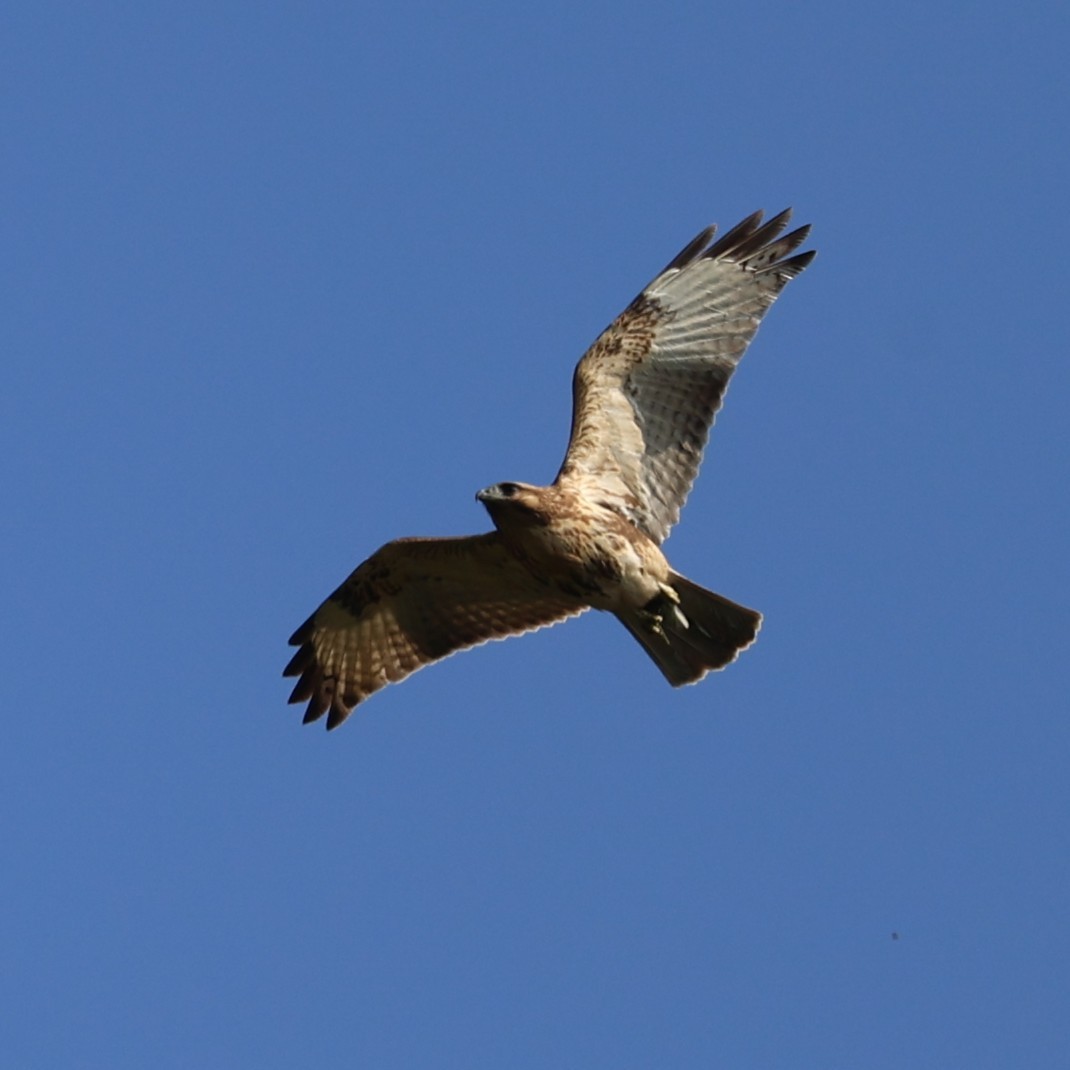 Канюк східний - ML646807358