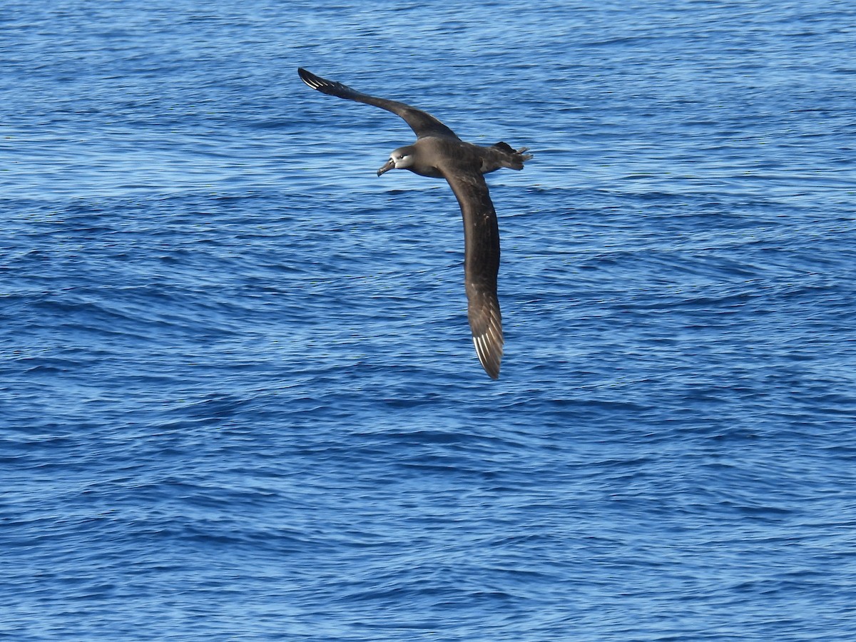 Black-footed Albatross - ML646807363