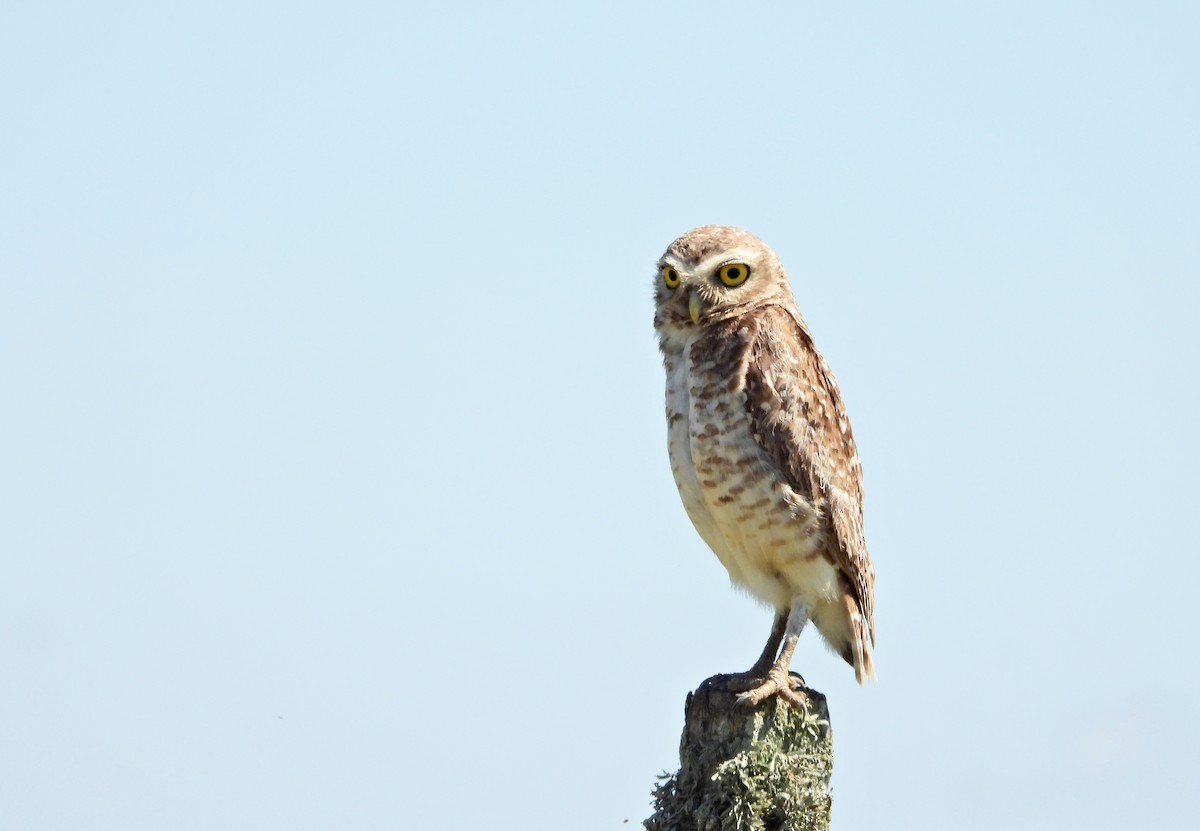 Mochuelo de Madriguera - ML646807365