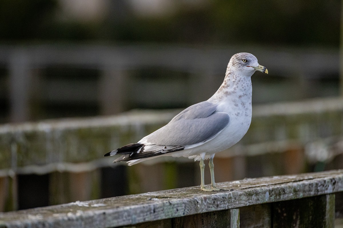 Ring-billed Gull - ML646807366