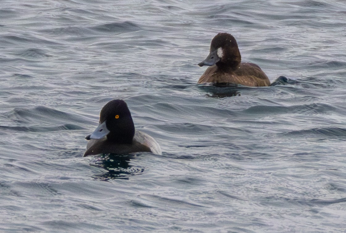 Petit Fuligule - ML646807369