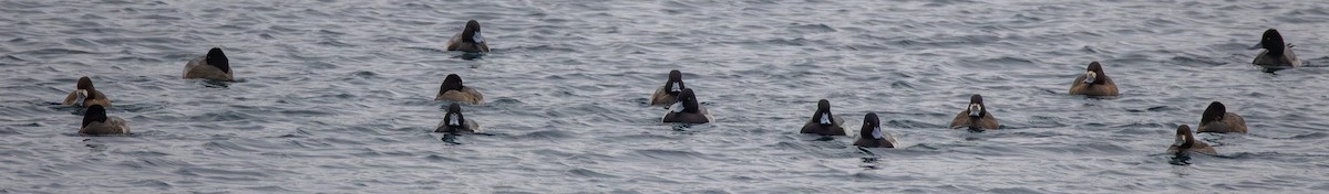 Petit Fuligule - ML646807371