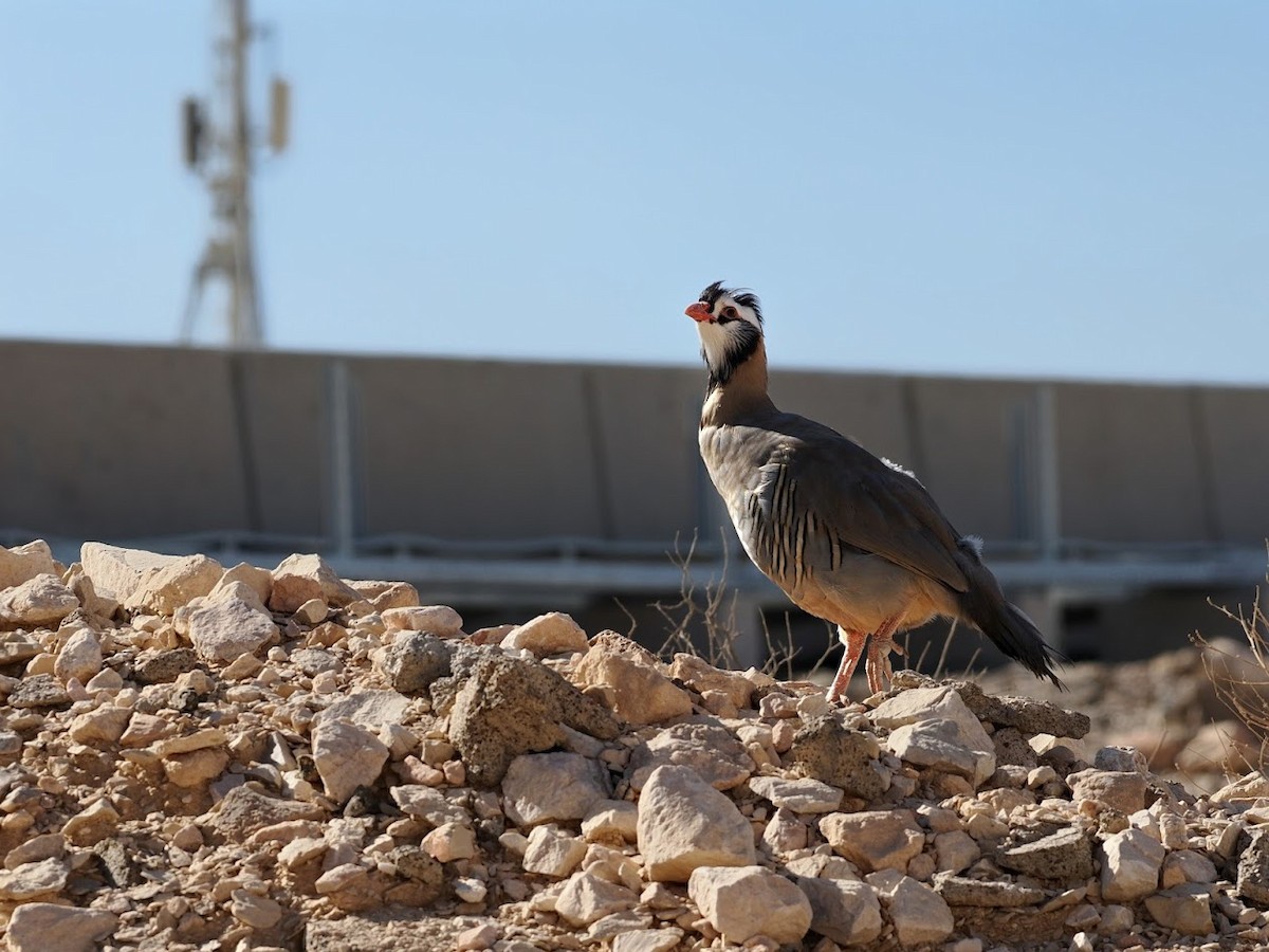 Arabian Partridge - ML646807374