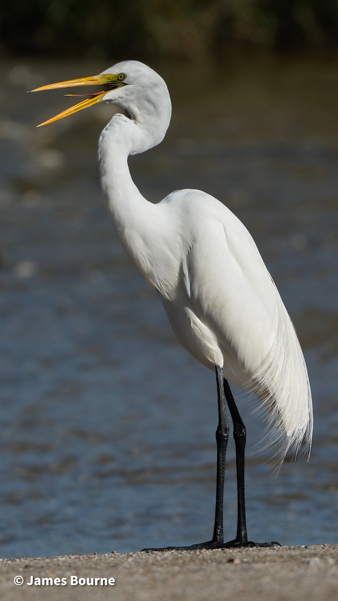 Koartza zuria - ML646807375