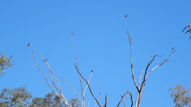 Phainopepla - ML646807380