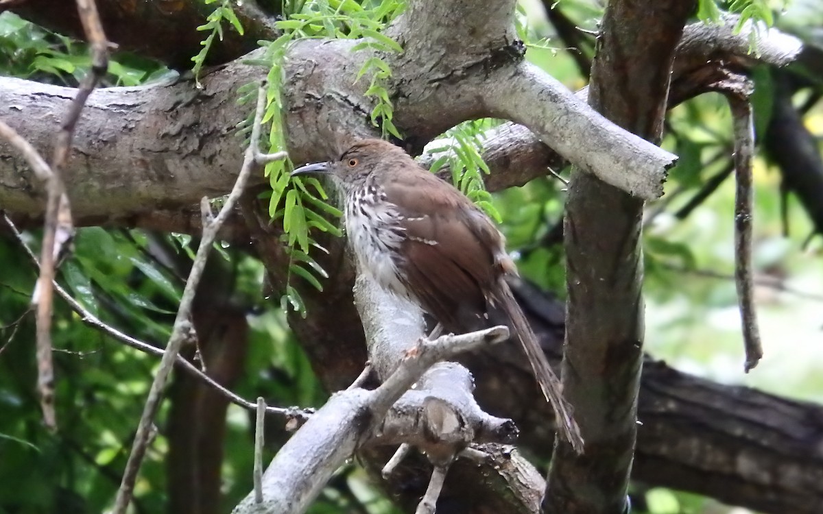 langnebbspottefugl - ML646807385