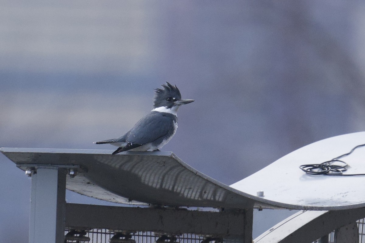 Belted Kingfisher - ML646807386