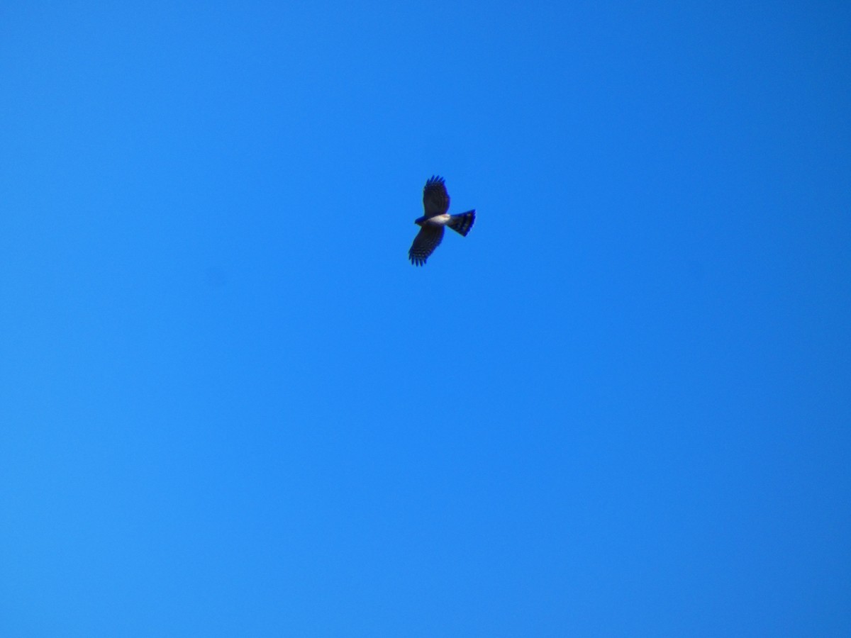 Sharp-shinned Hawk (Northern) - ML646807387