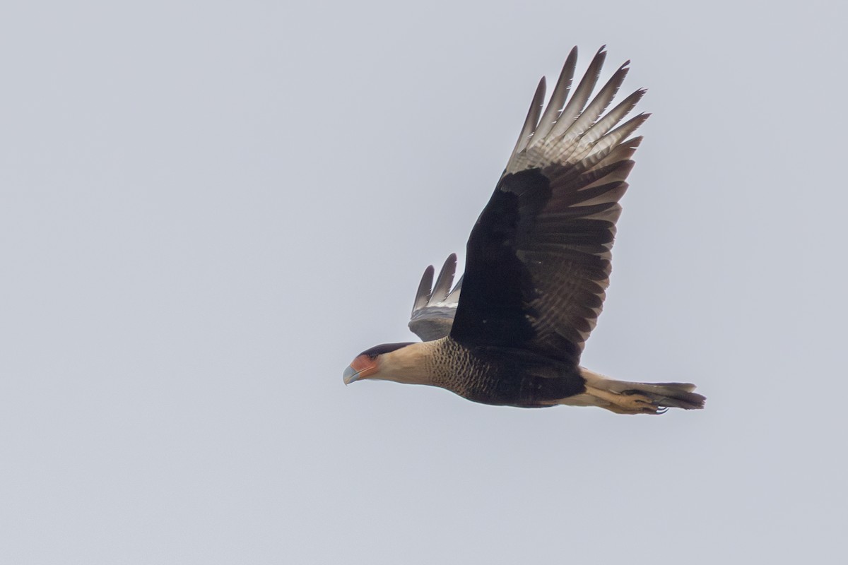 Caracara huppé - ML646807388