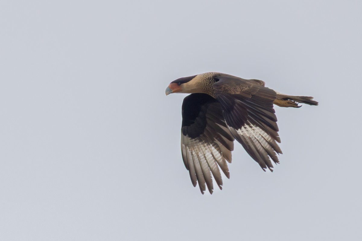 Caracara huppé - ML646807389