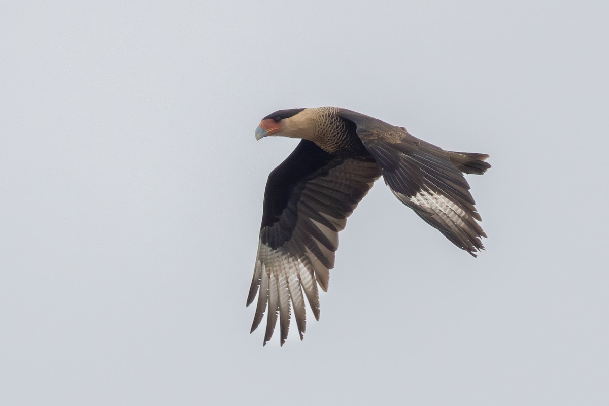 Caracara huppé - ML646807390