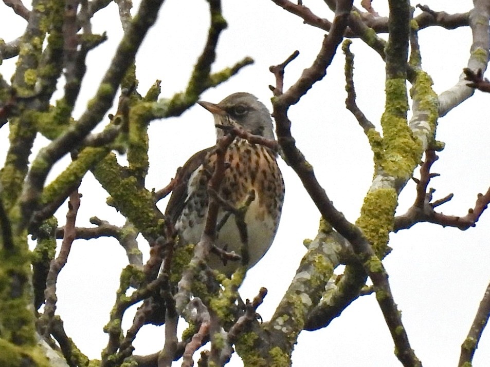 Fieldfare - ML646807392