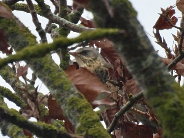 Fieldfare - ML646807393