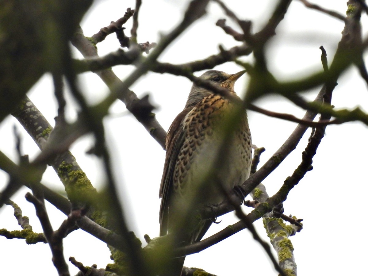 Fieldfare - ML646807394