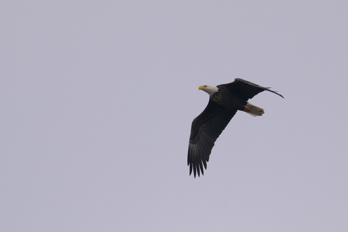 Bald Eagle - ML646807395
