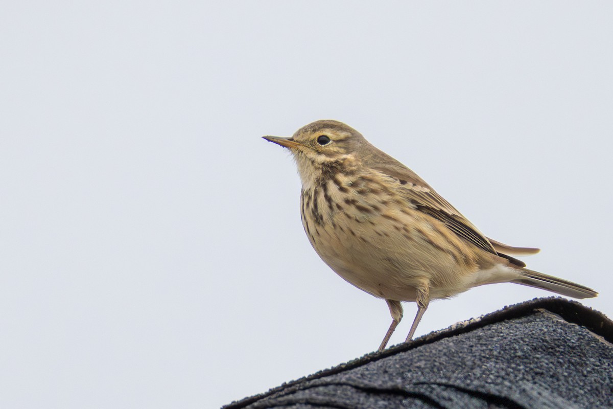 Pipit d'Amérique - ML646807397