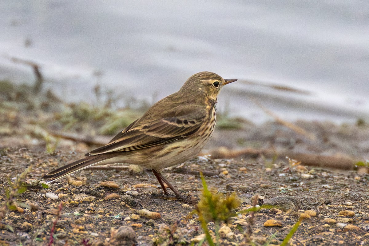Pipit d'Amérique - ML646807398