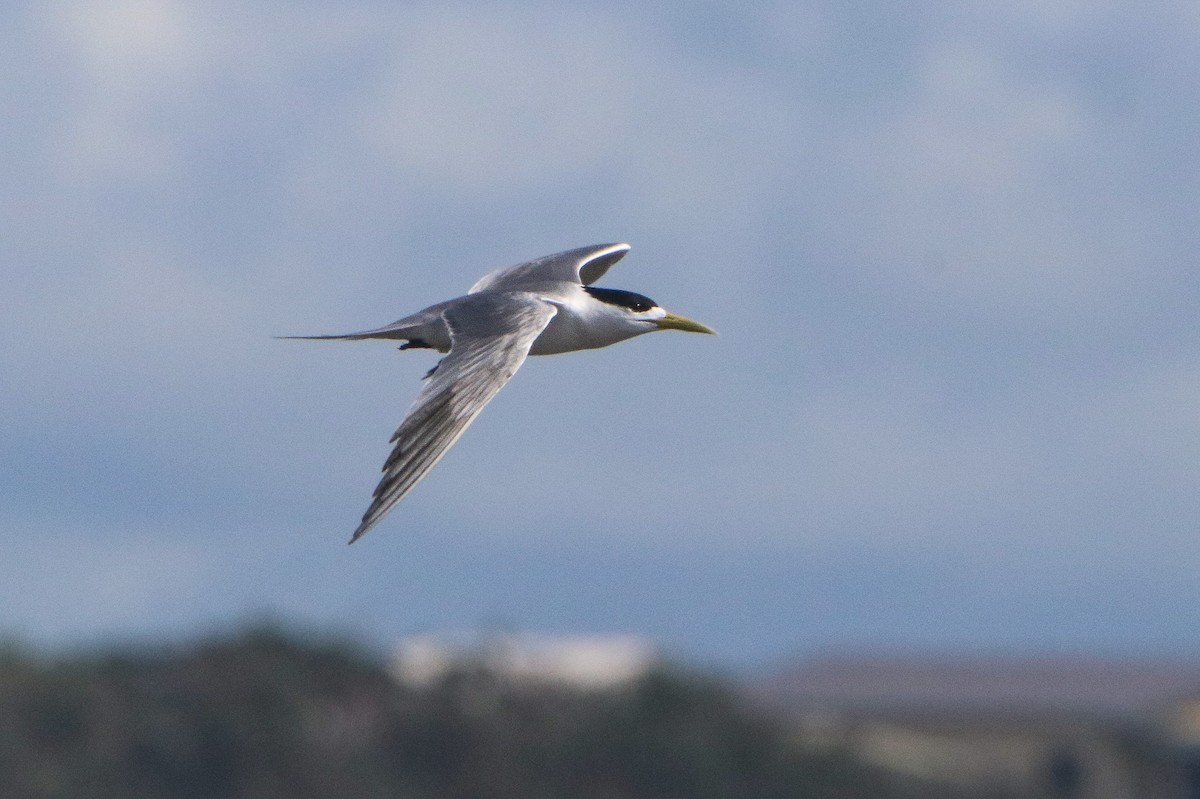 Great Crested Tern - ML646807399