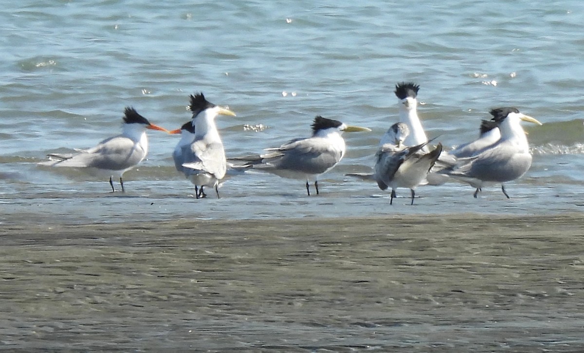 Great Crested Tern - ML646807401