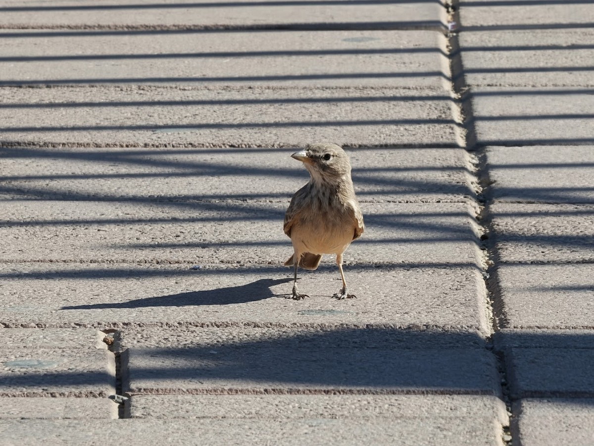 Desert Lark - ML646807402