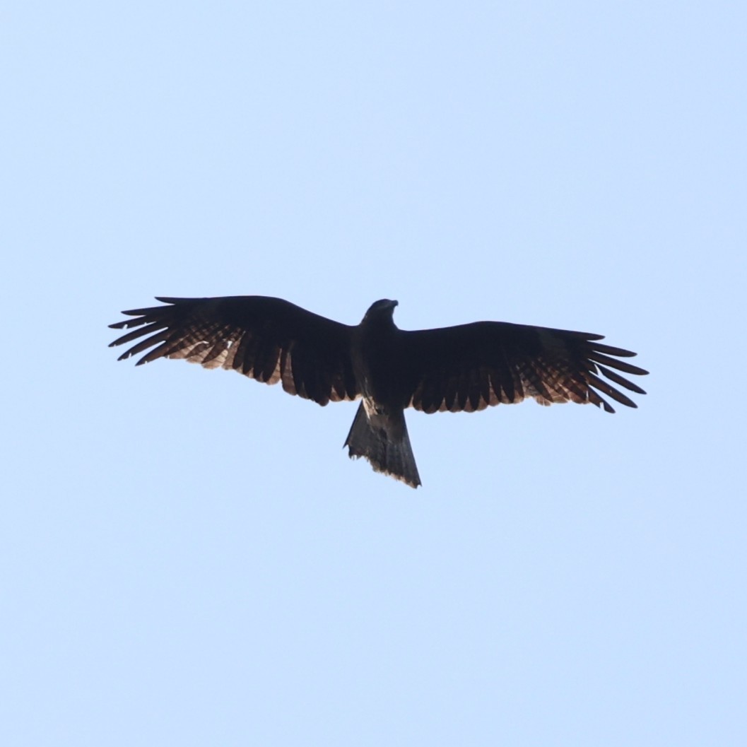 Шуліка чорний - ML646807403