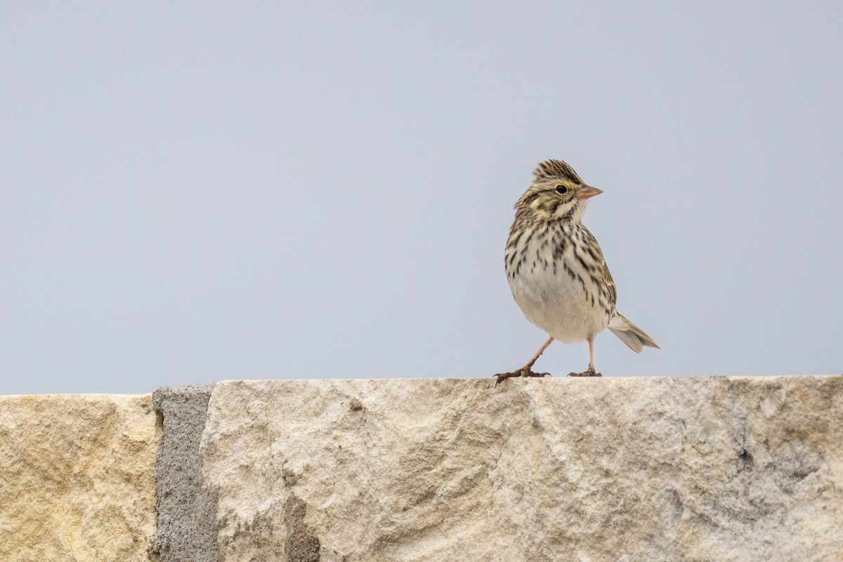 Bruant des prés - ML646807404