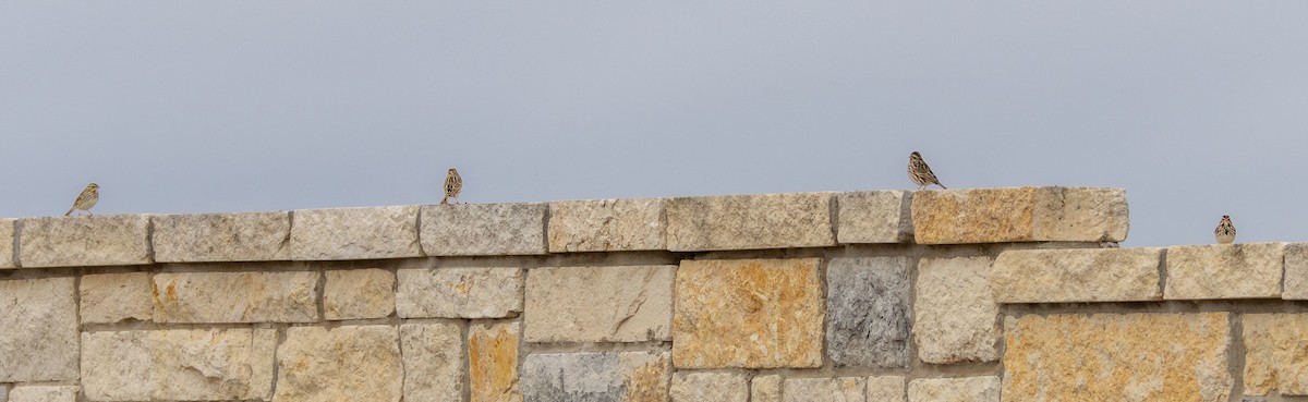 Bruant des prés - ML646807405