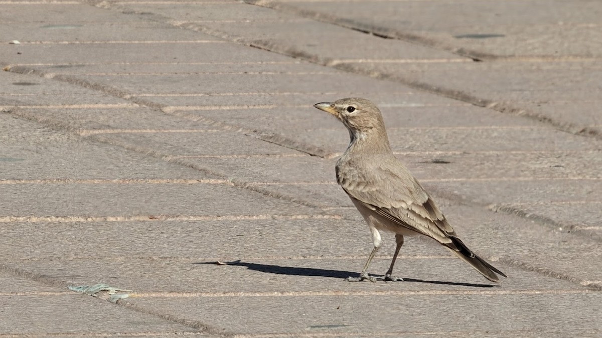 Desert Lark - ML646807418