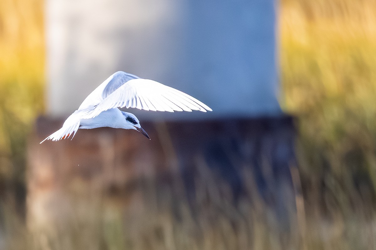 Forster's Tern - ML646807419