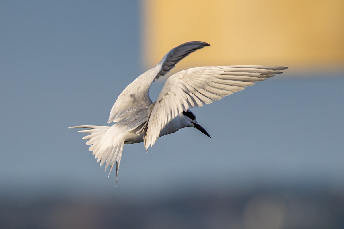 Forster's Tern - ML646807420