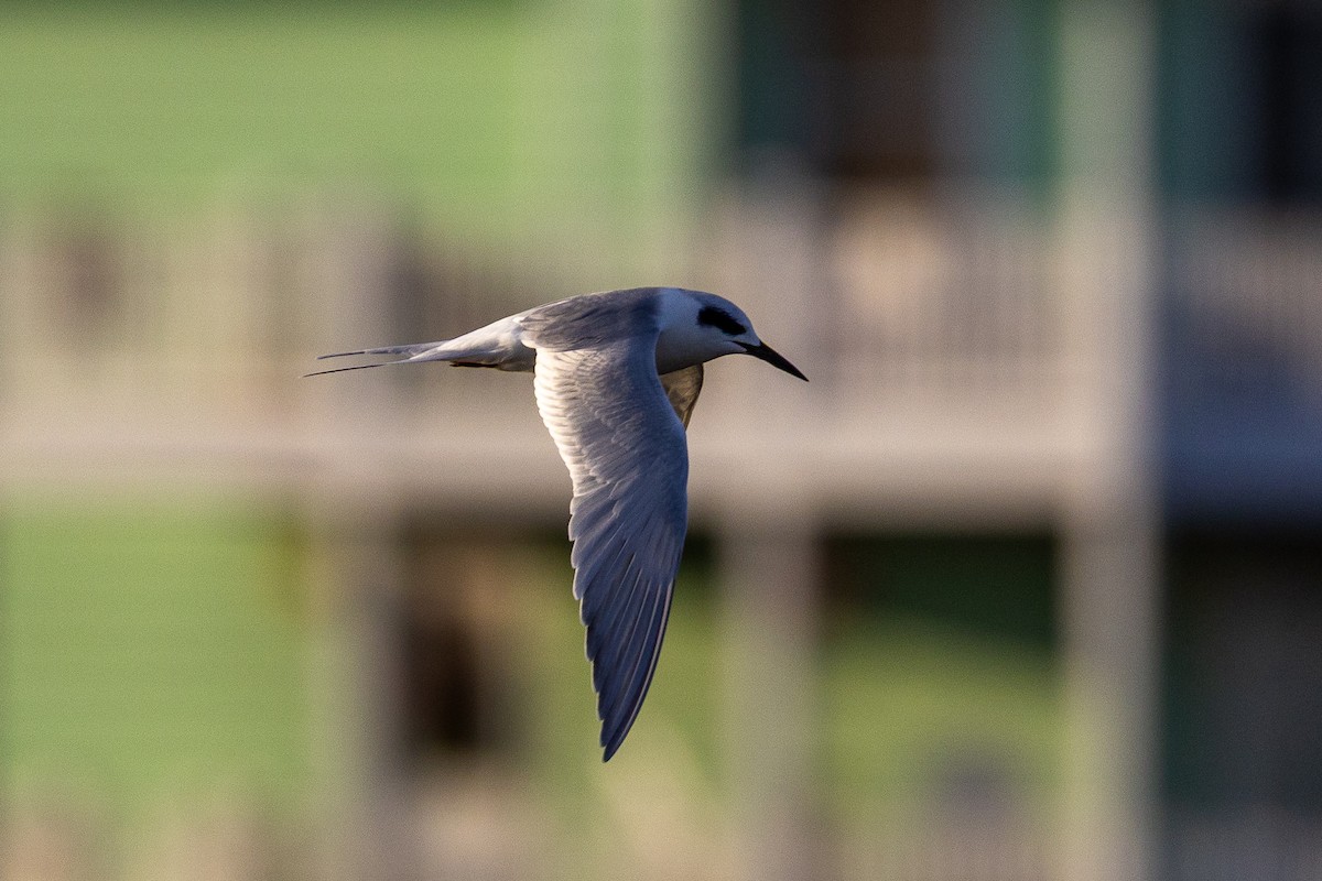 Forster's Tern - ML646807421