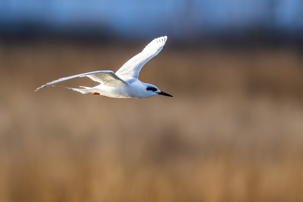 Forster's Tern - ML646807422