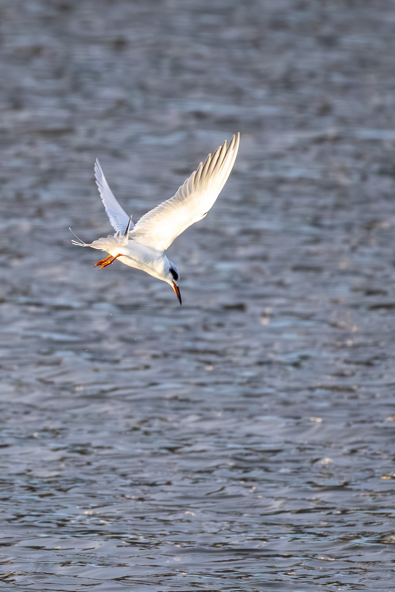 Forster's Tern - ML646807423