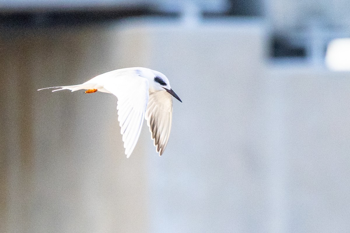 Forster's Tern - ML646807424