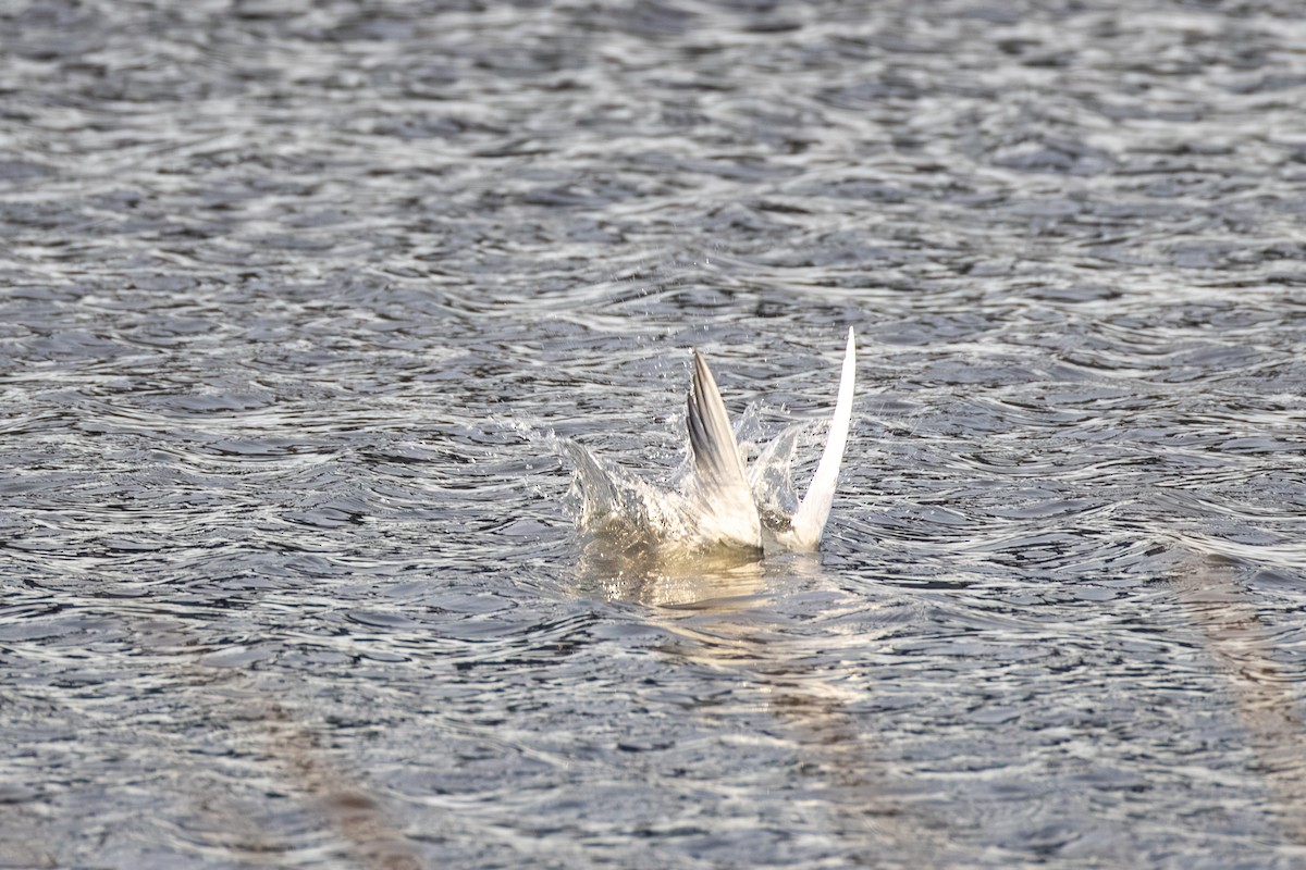 Forster's Tern - ML646807425