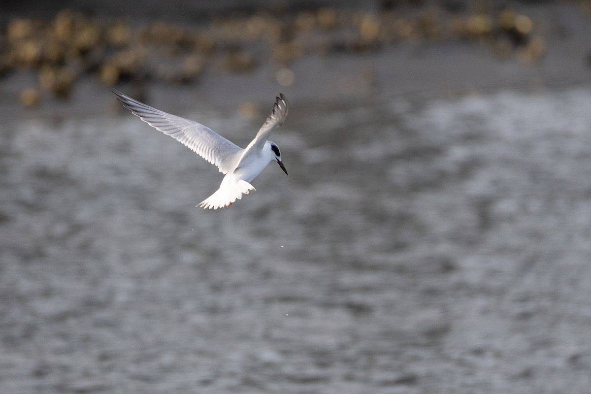 Forster's Tern - ML646807426