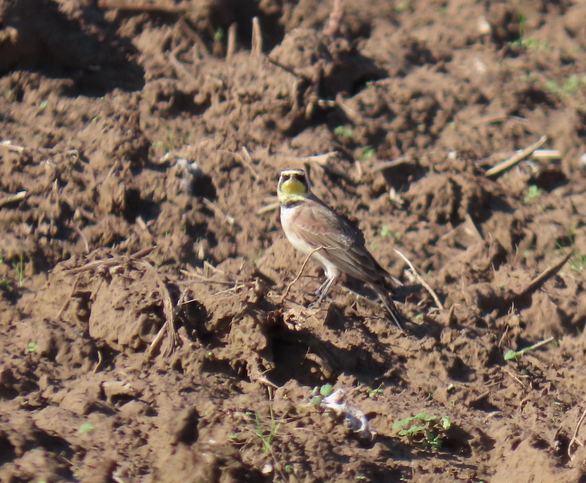 Horned Lark - ML646807427