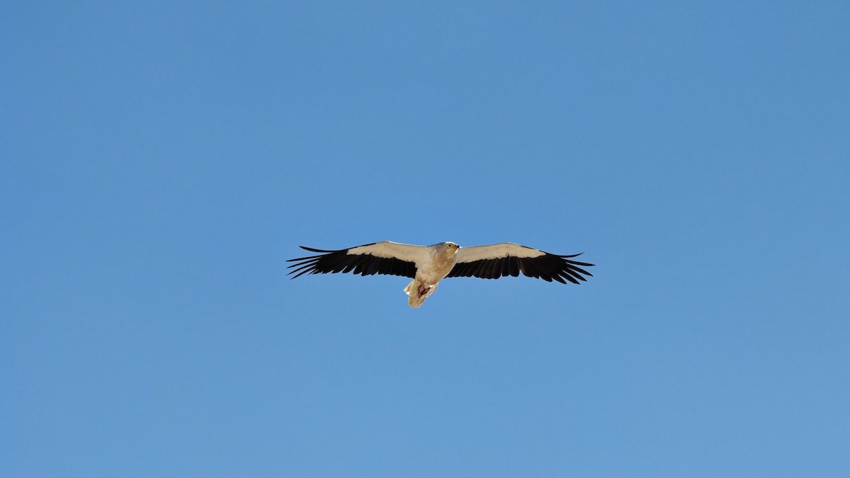 Egyptian Vulture - ML646807430
