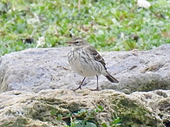 Щеврик гірський - ML646807432