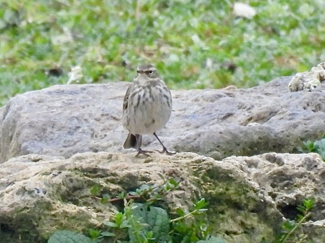 Щеврик гірський - ML646807433