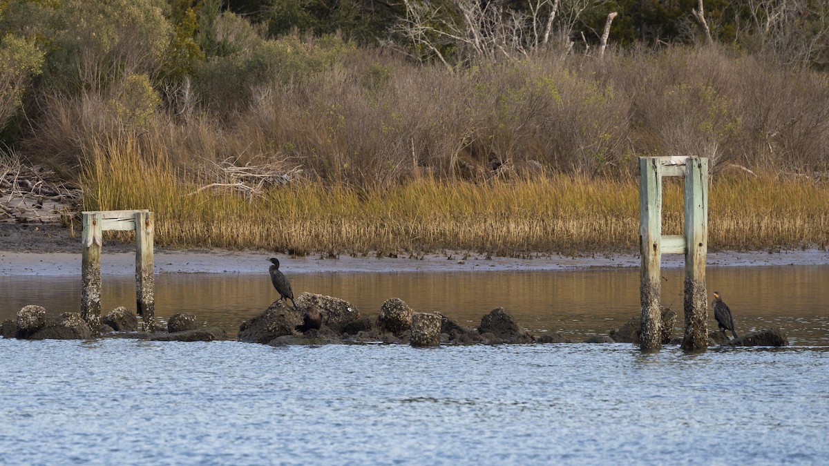 Cormoran à aigrettes - ML646807434
