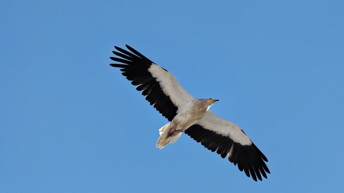 Egyptian Vulture - ML646807435