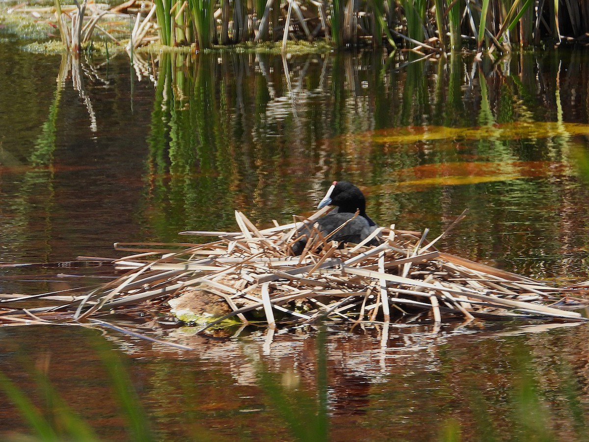 Хохлатая лысуха - ML646807437