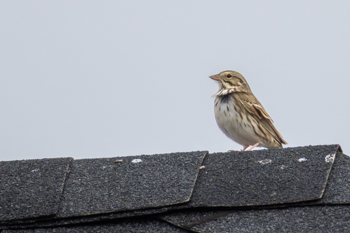 Bruant des prés - ML646807439