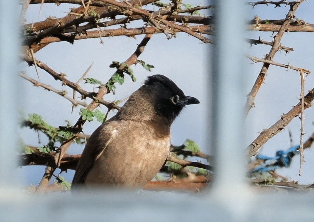 White-spectacled Bulbul - ML646807440