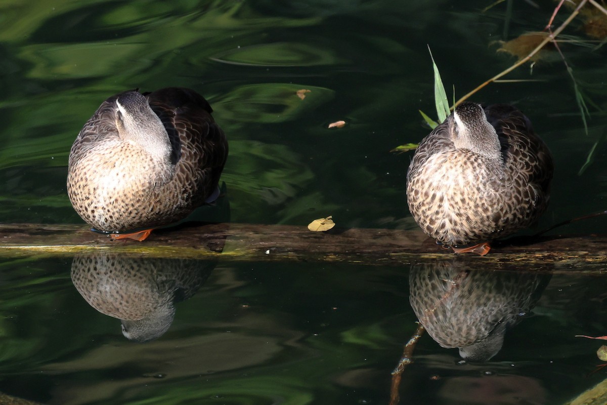 Крижень китайський - ML646807441