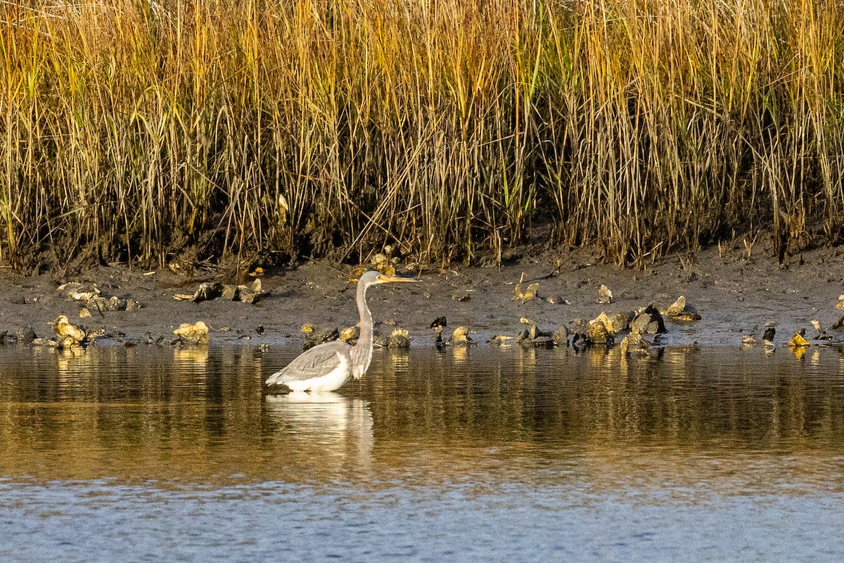 Tricolored Heron - ML646807443