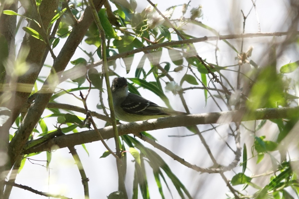 Élénie à bec court - ML646807444