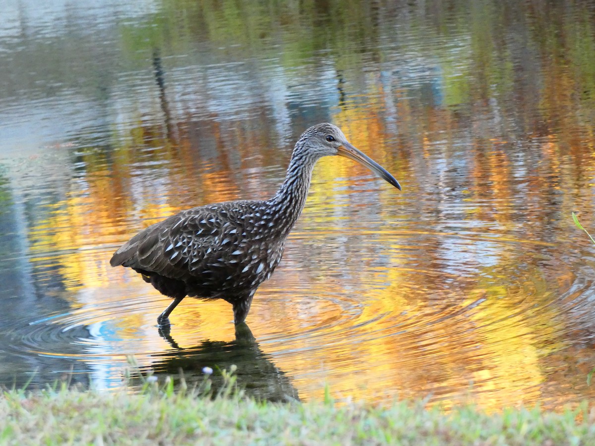 Limpkin (Speckled) - ML646807445