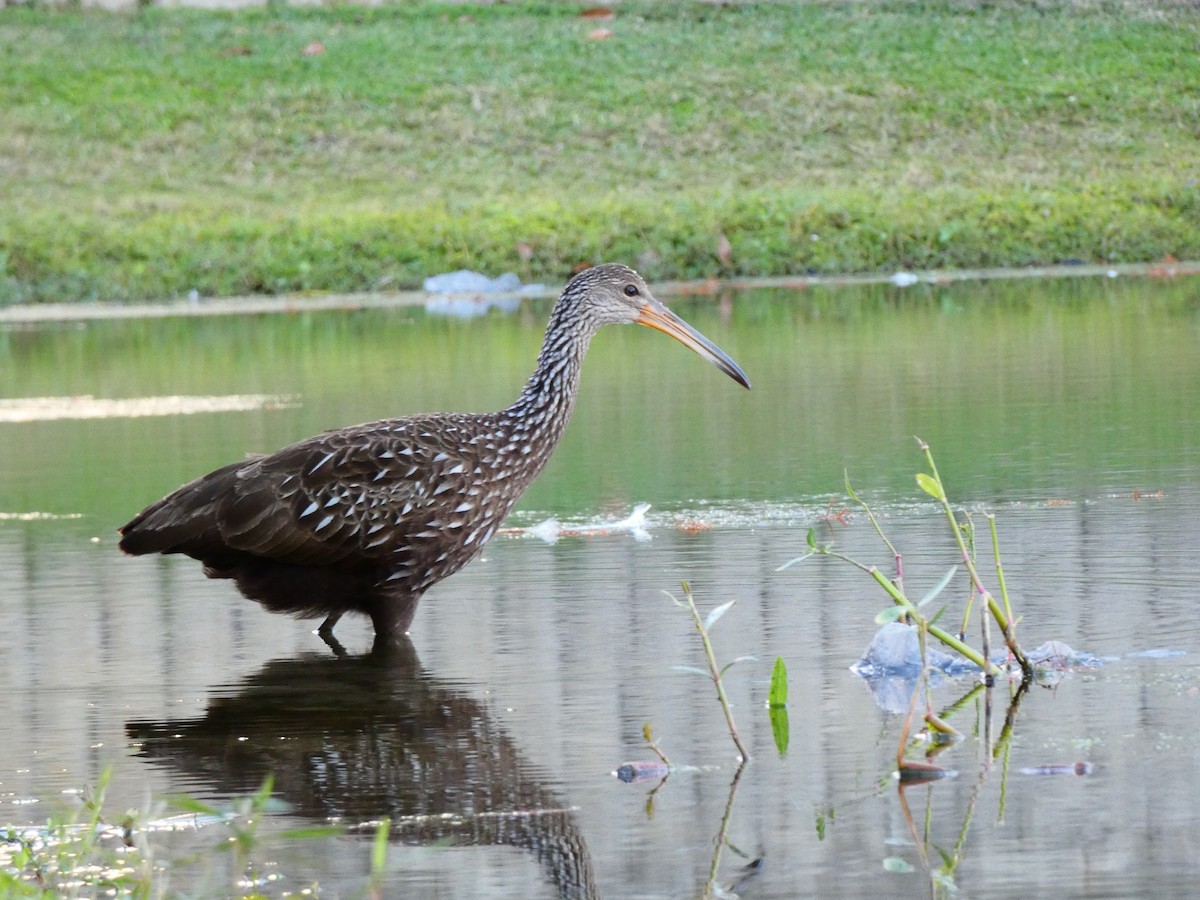 Limpkin (Speckled) - ML646807446